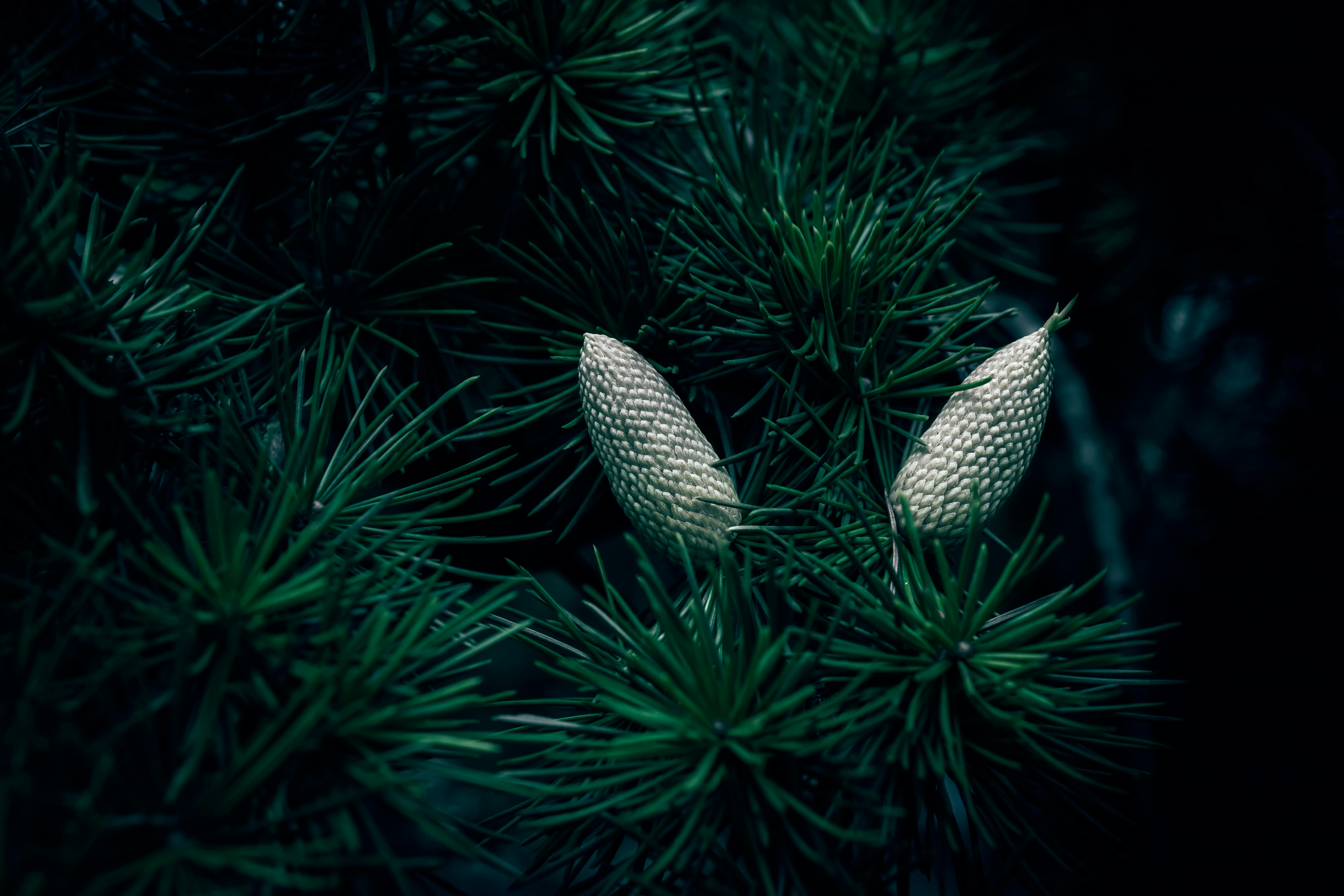 close up of blue atlas cedar cones in forest