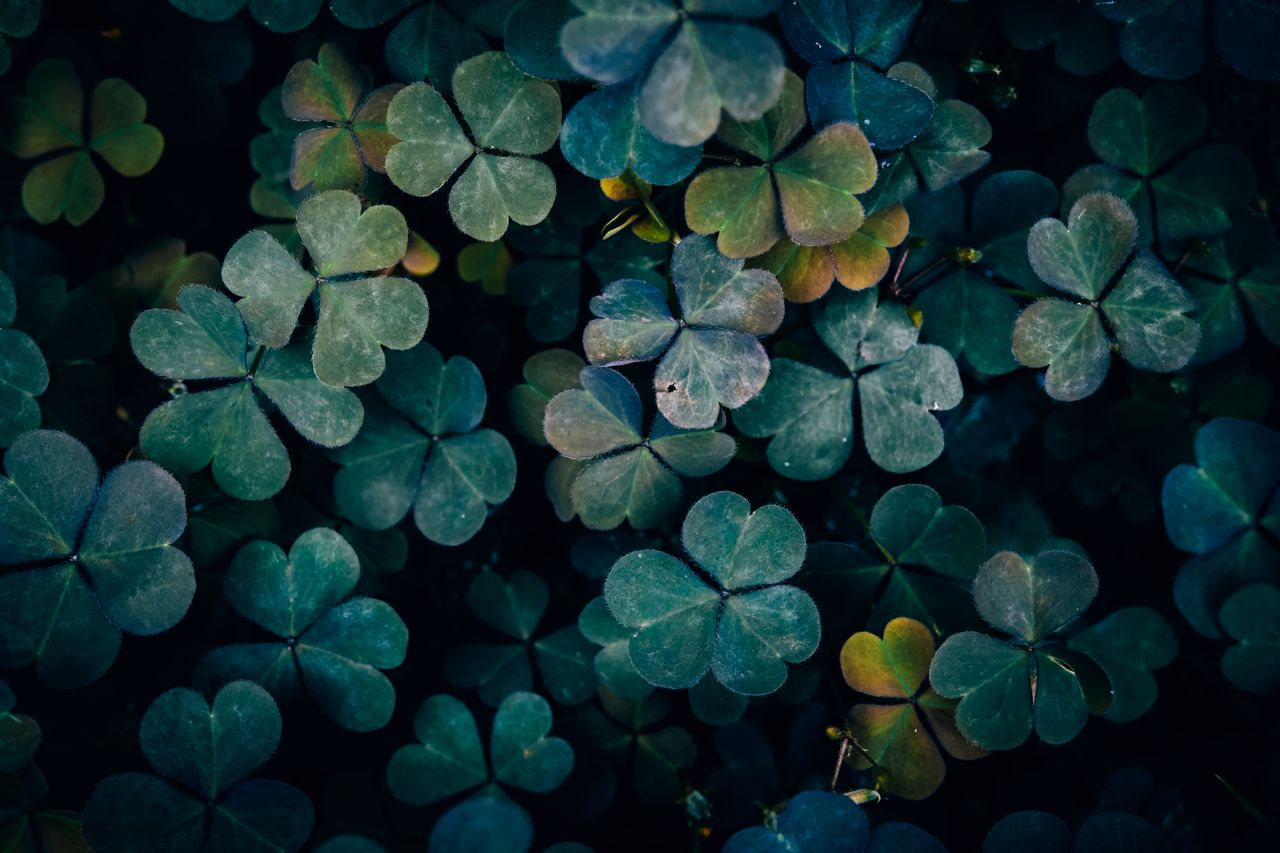 a vivid close up of clover leaves with a moody and dark green hue refl