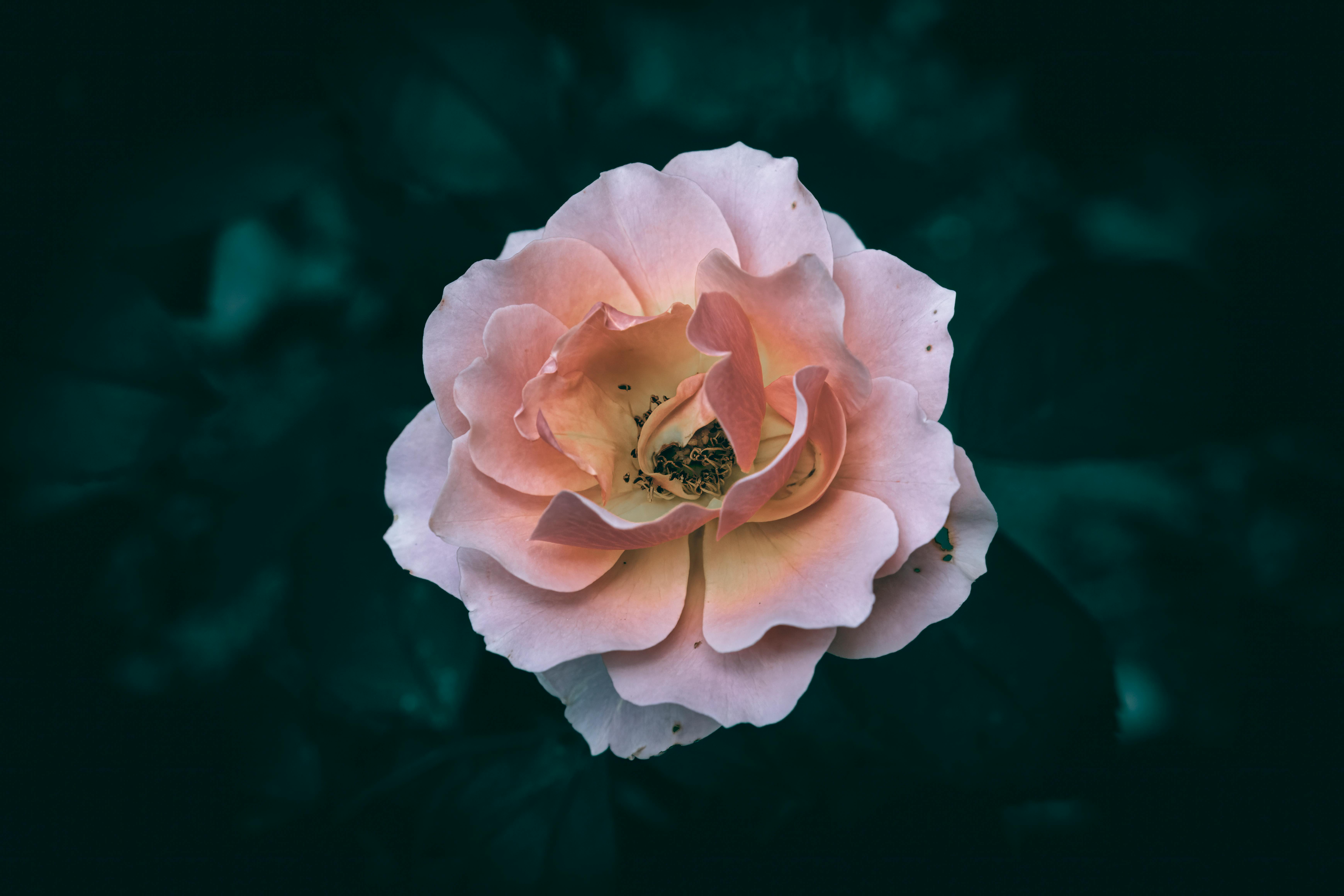 close up of a blooming pink rose on dark background