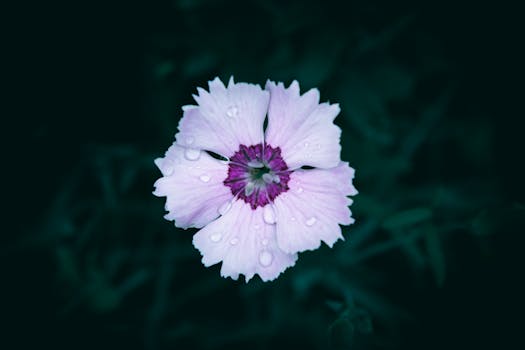 Close-up of a pink flower with fresh water droplets against a dark background.