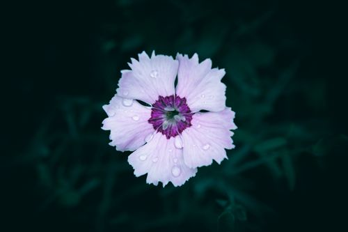 Free Close-up of a pink flower with fresh water droplets against a dark background. Stock Photo