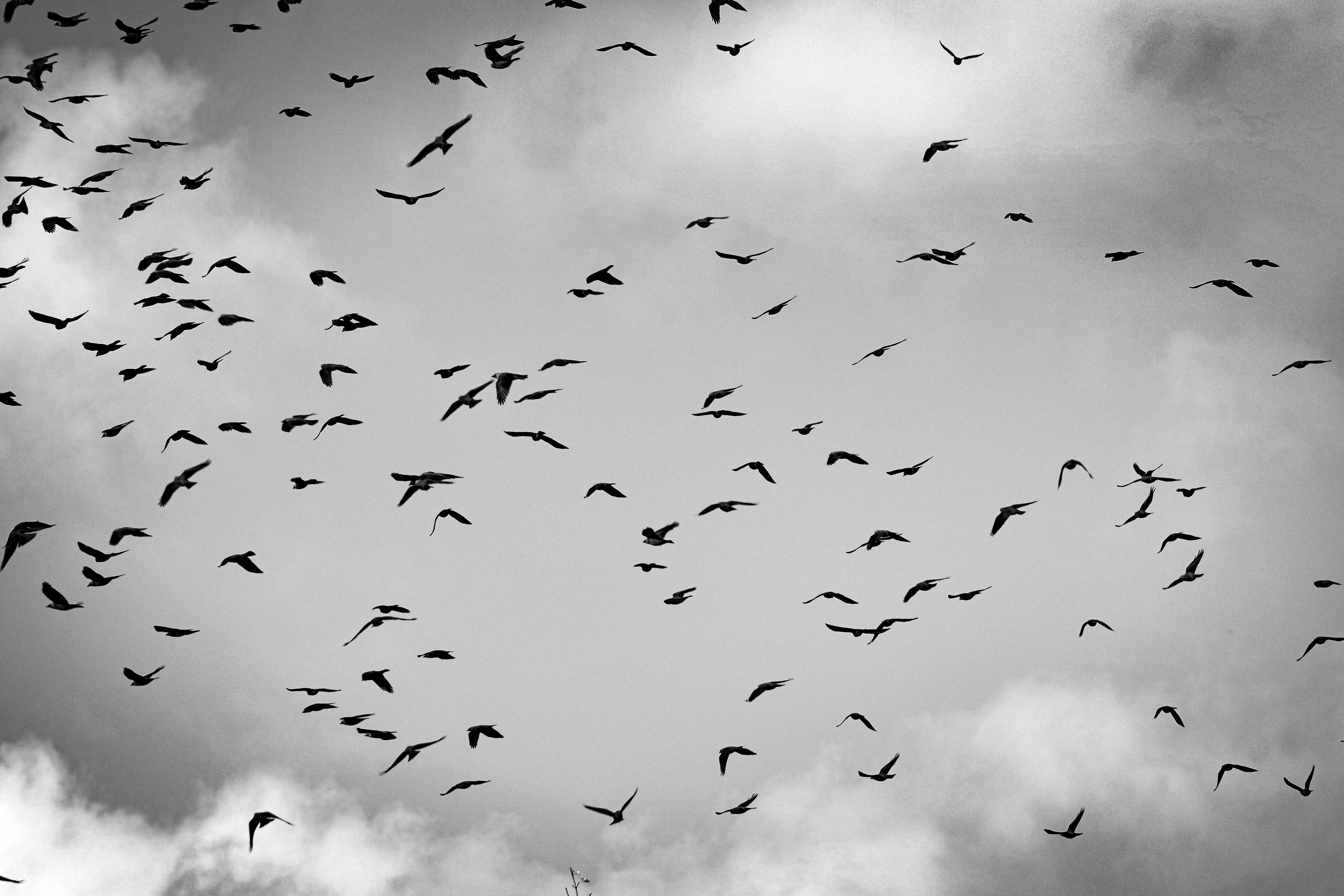 flock of birds in flight against cloudy sky