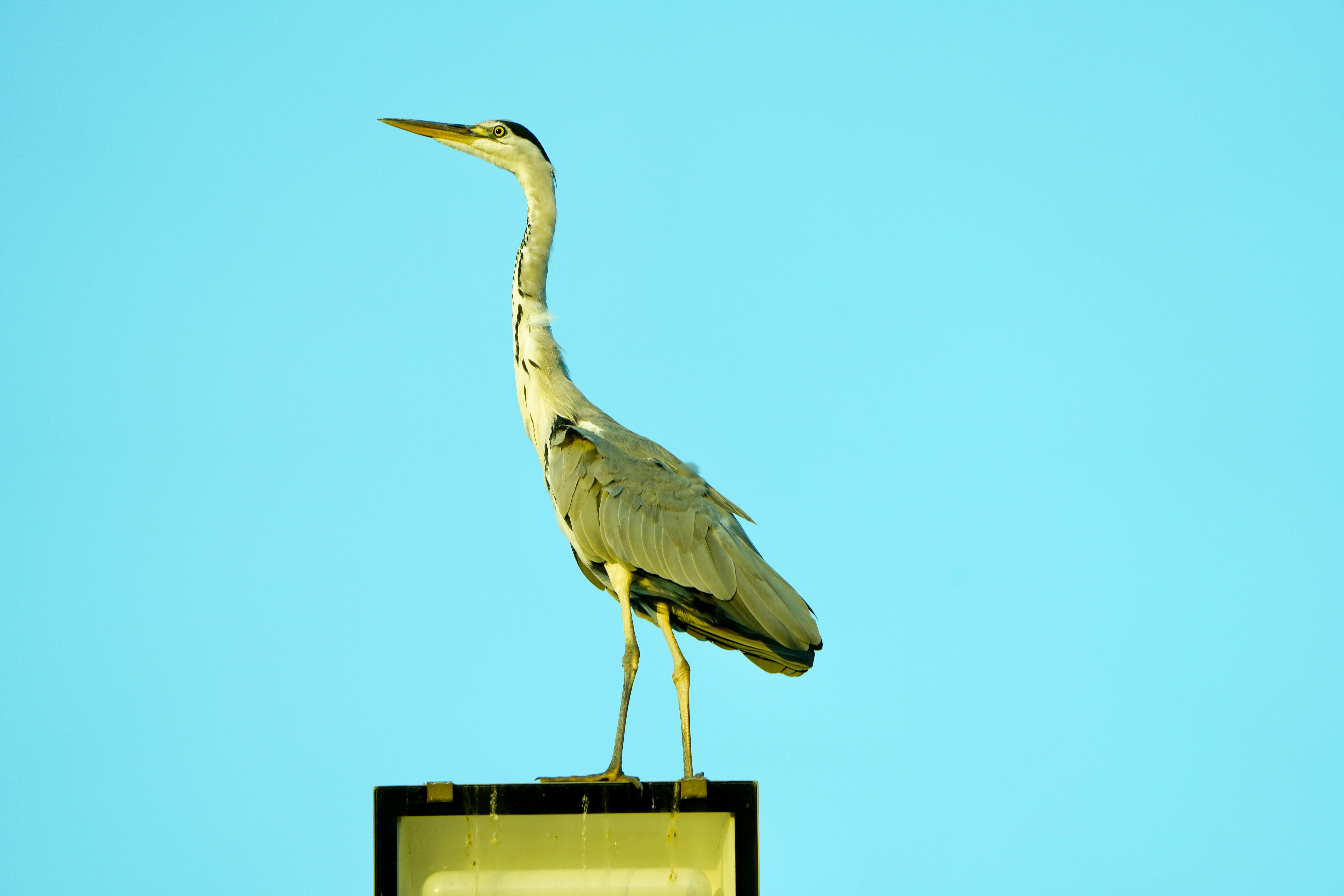 Gratis Grey Heron Perched På Street Light Against Blue Sky Arkivbilde