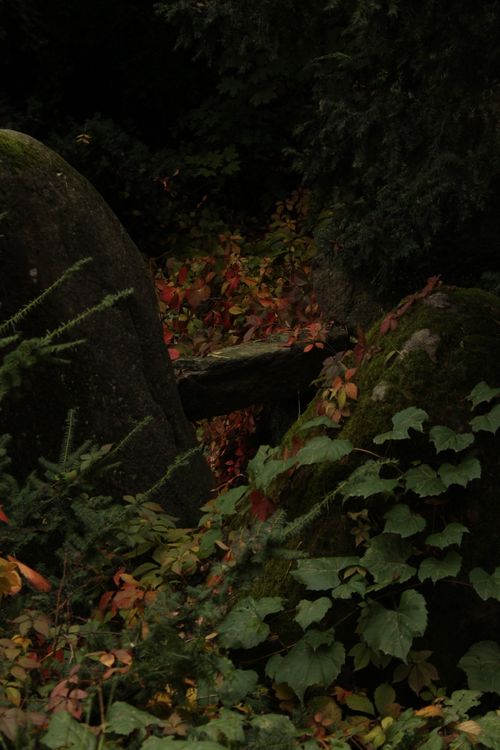 Free Moody forest setting with lush greenery and autumn leaves. Perfect for nature themes. Stock Photo