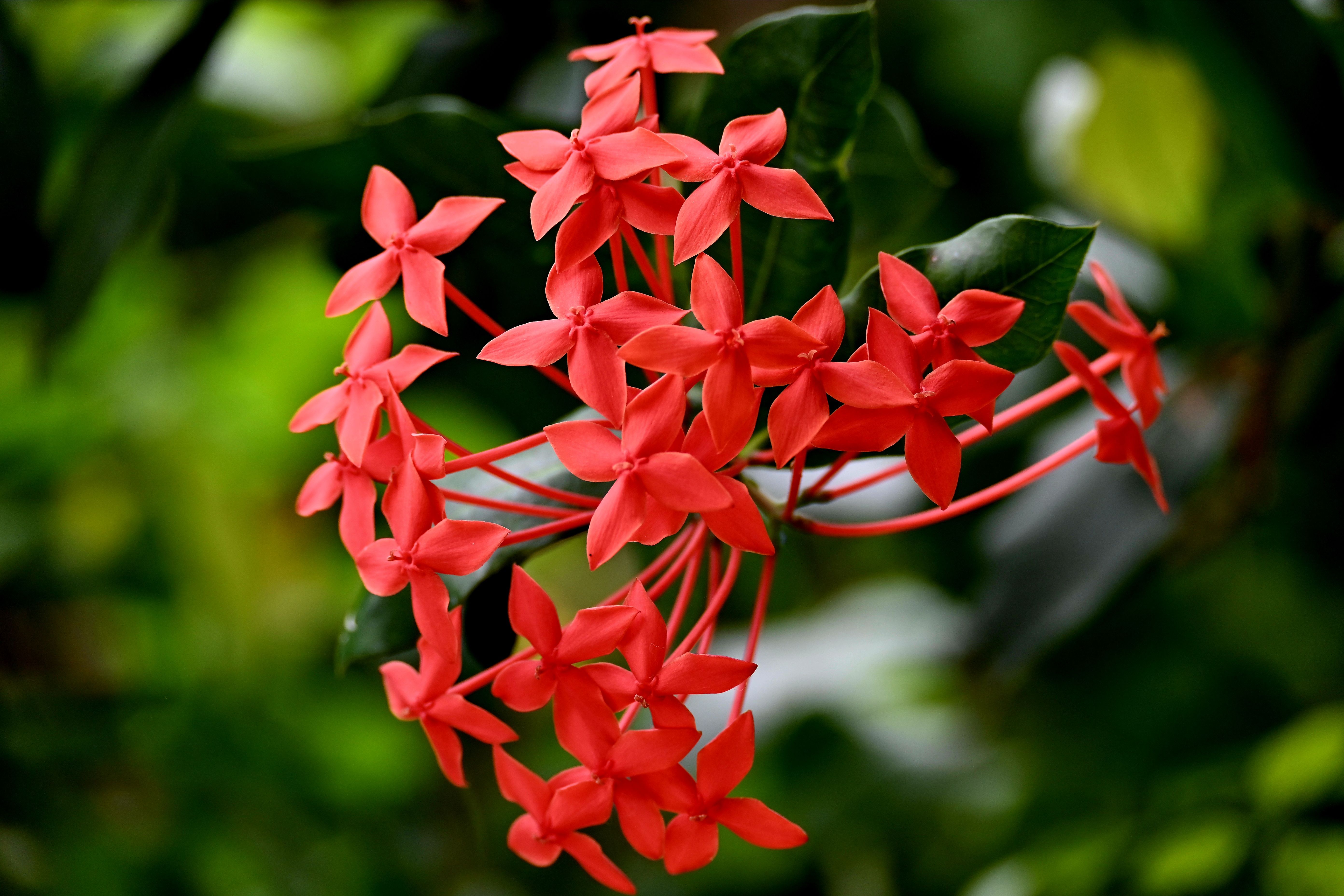Vibrant Red Ixora Flowers in Bloom · Free Stock Photo