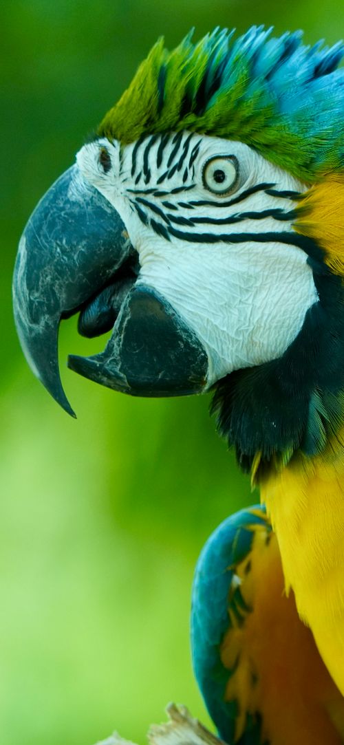 Free Detailed close-up of a blue-and-yellow macaw with vivid plumage and striking features. Stock Photo
