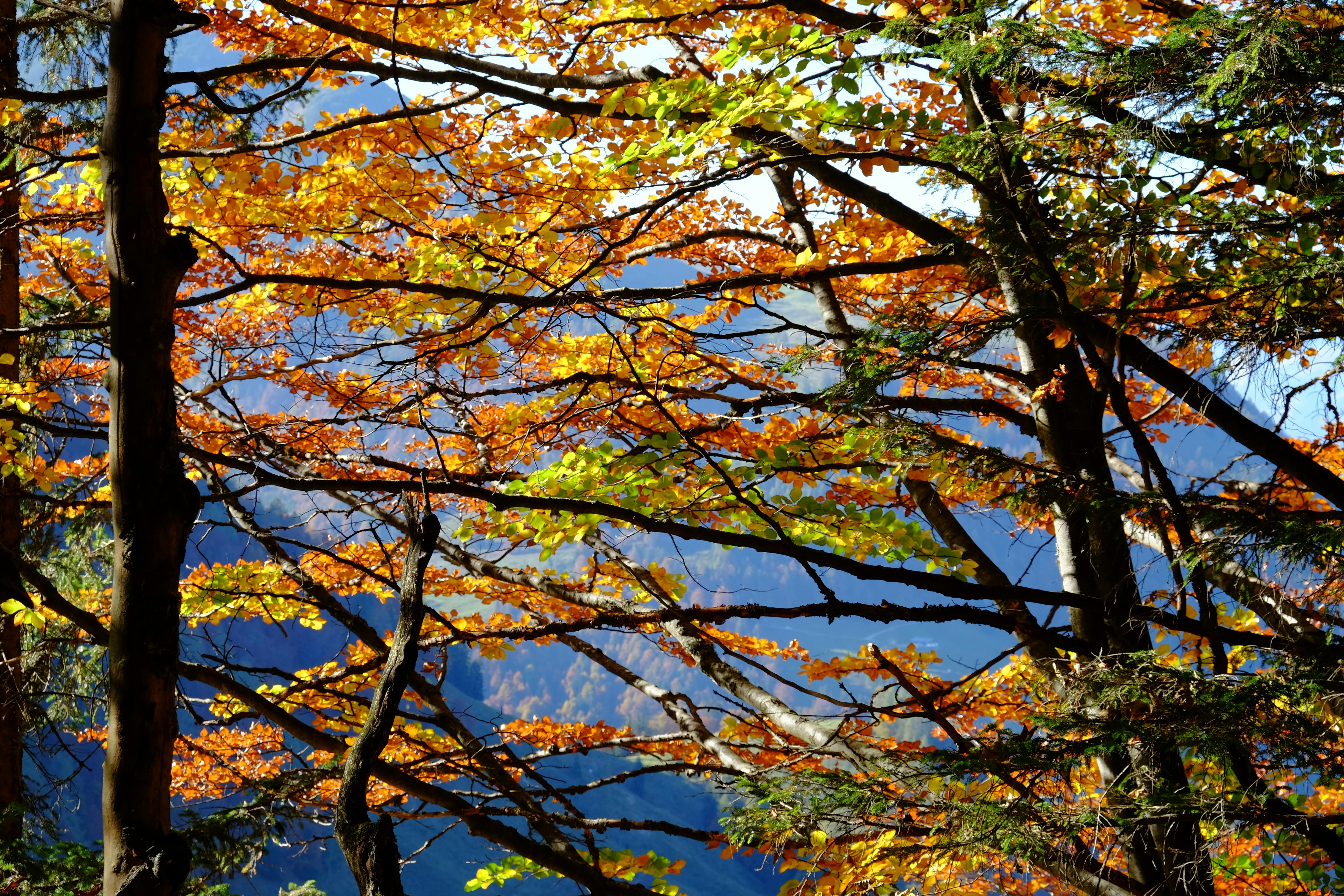 vibrant autumn leaves in sunlit forest setting