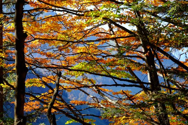 Sunlit Autumn Leaves jigsaw puzzle