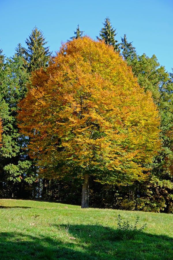 Image de Hêtre
