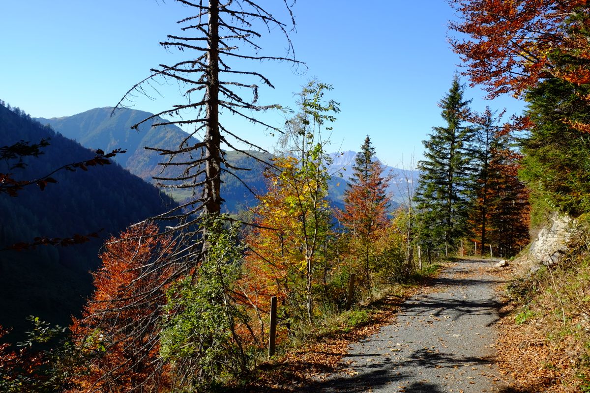 A serene mountain path winding through colorful autumn trees on a forested slope