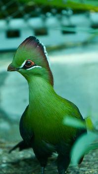 Close-up portrait of a vibrant green turaco in its natural setting.