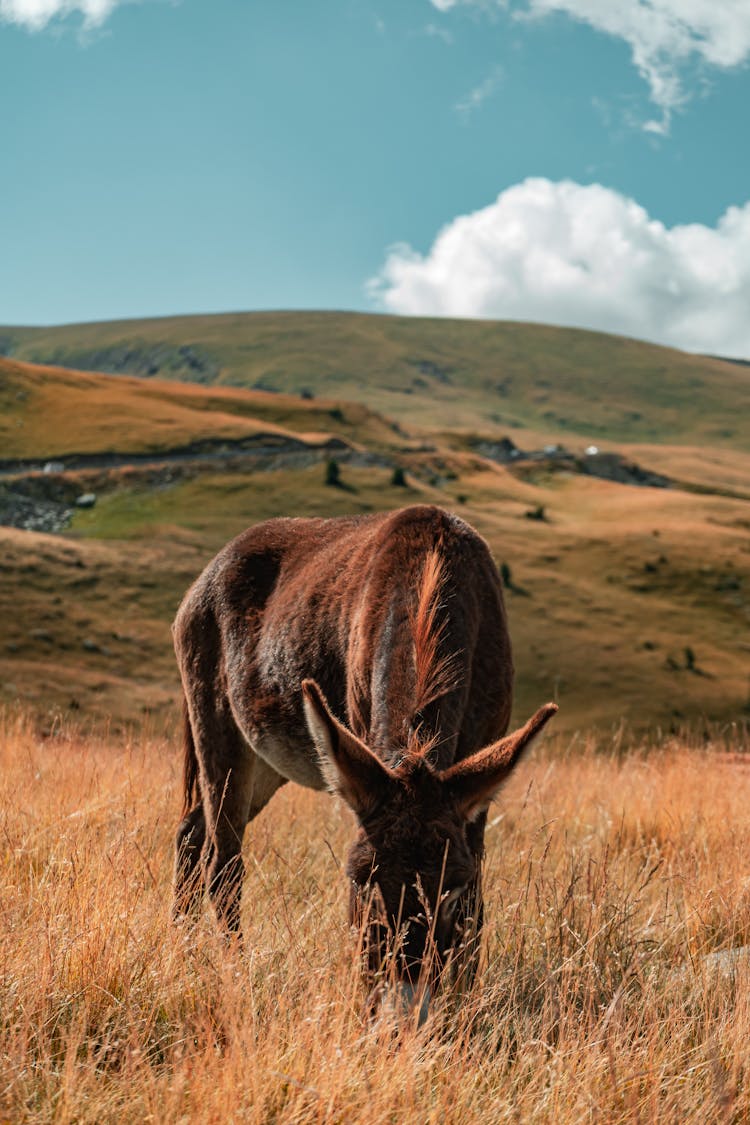 Brown Horse Eating Grass