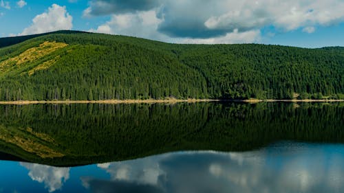 Scenario A Specchio Dell'isola Di Alberi Verdi