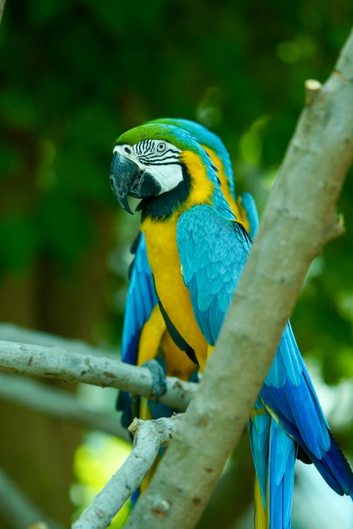 Free Stunning Blue and Yellow Macaw perched outdoors among branches. Stock Photo