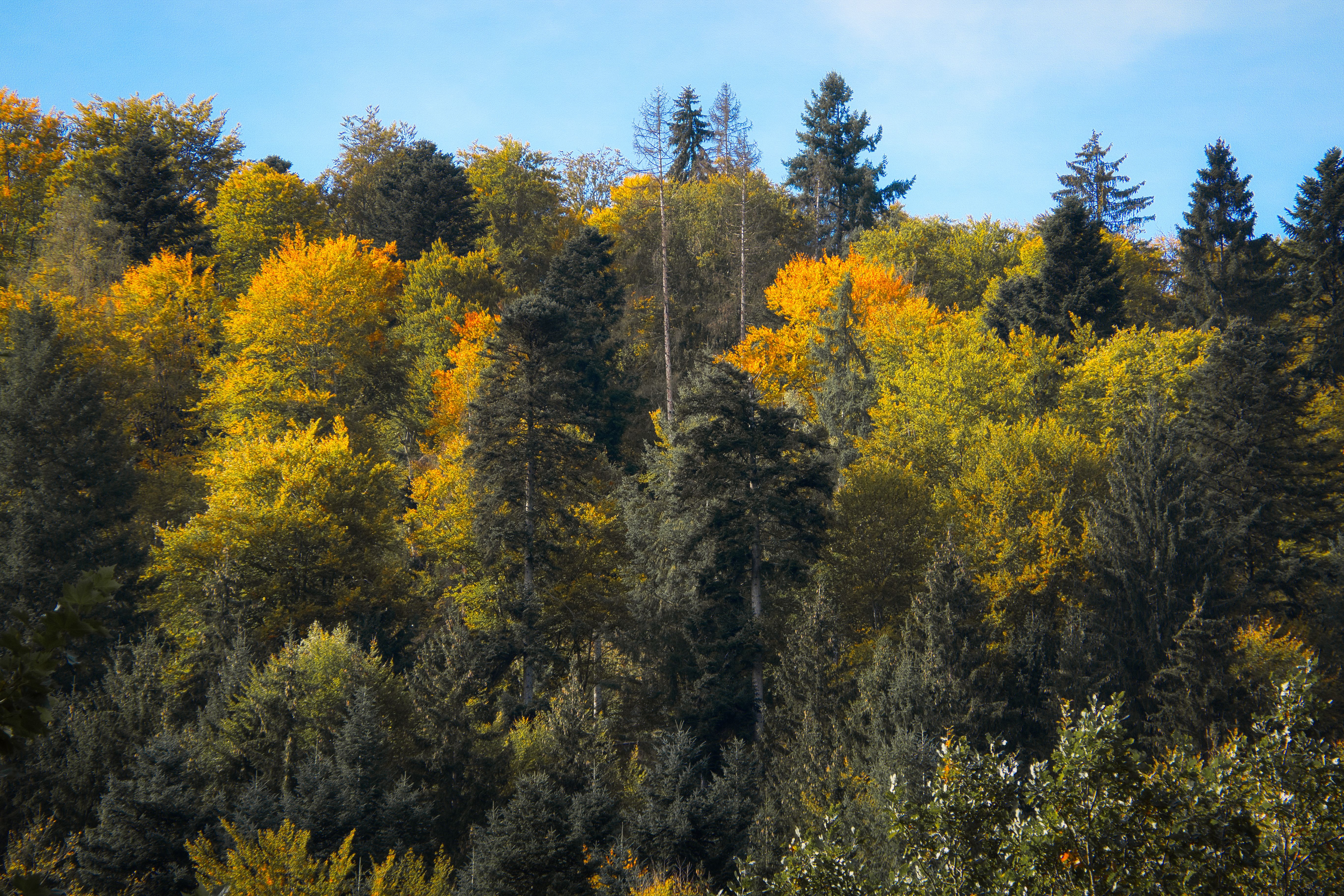 Colorful autumn forest landscape in Bad Liebenzell, Baden-Württemberg, Germany.