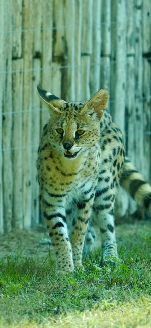 Fotomural Imponente gato serval caminando por una zona de hierba junto a una valla de madera.