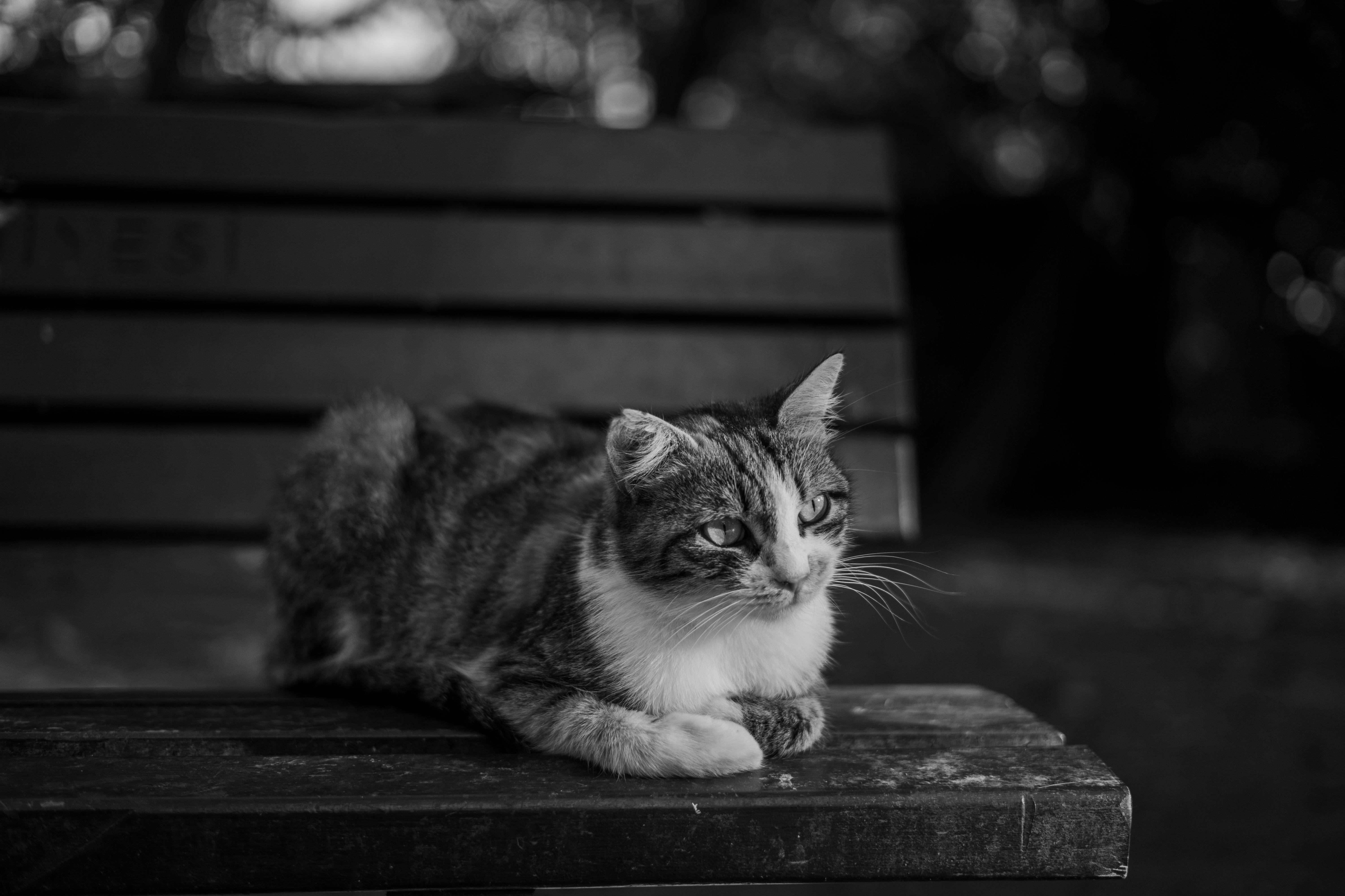 black and white cat relaxing on wooden bench in istanbul