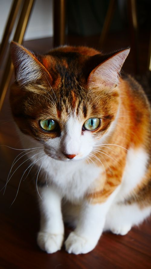 Free A close-up of a calico cat with vibrant green eyes sitting indoors, showcasing its colorful fur. Stock Photo