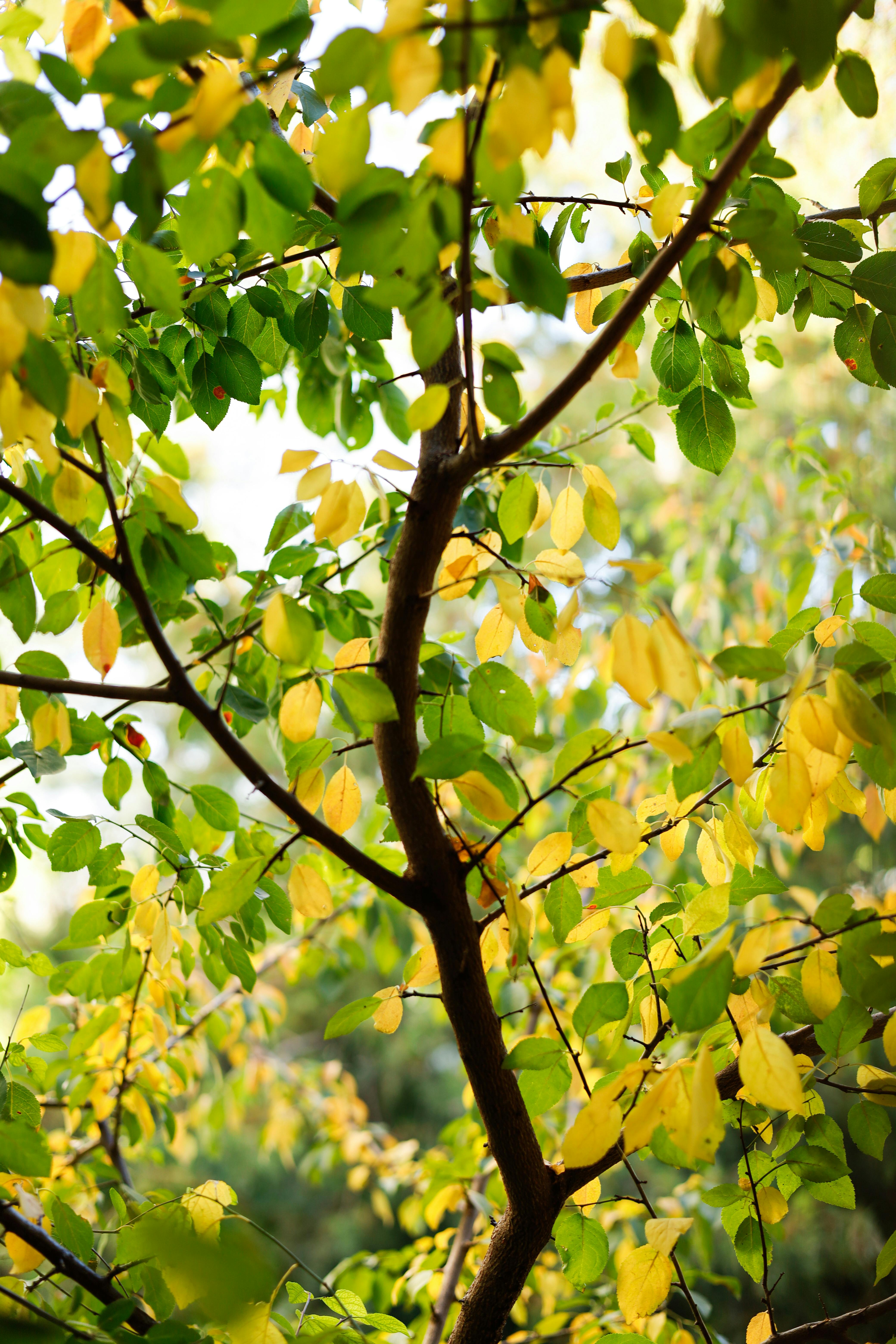 Beautiful autumn foliage with green and yellow leaves on tree branches, captured in natural outdoor setting.
