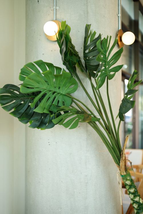 Free A vibrant monstera plant decorates a sleek concrete pillar in a stylish indoor space. Stock Photo