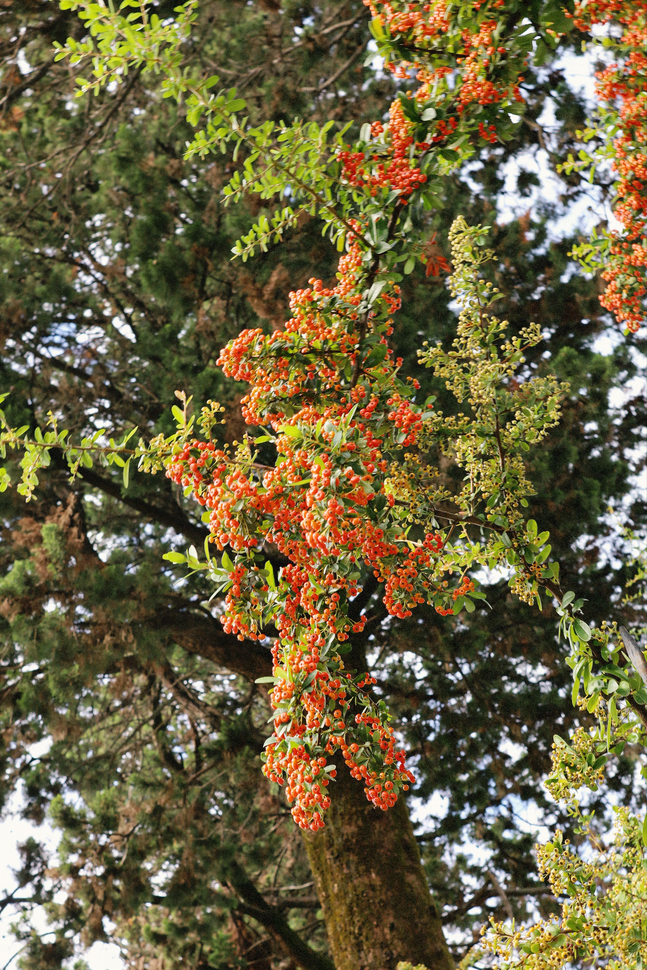 Vibrant Red Berries on Tree Branch in Forest · Free Stock Photo