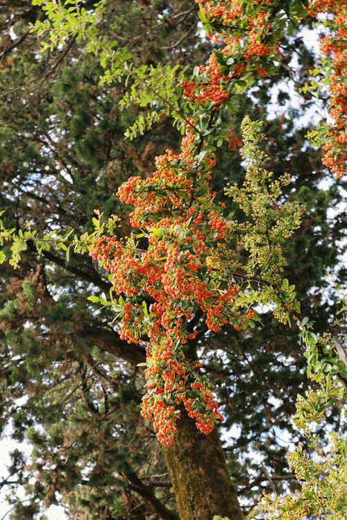 Free Lush red berries hanging from a tree branch against a forest backdrop. Stock Photo