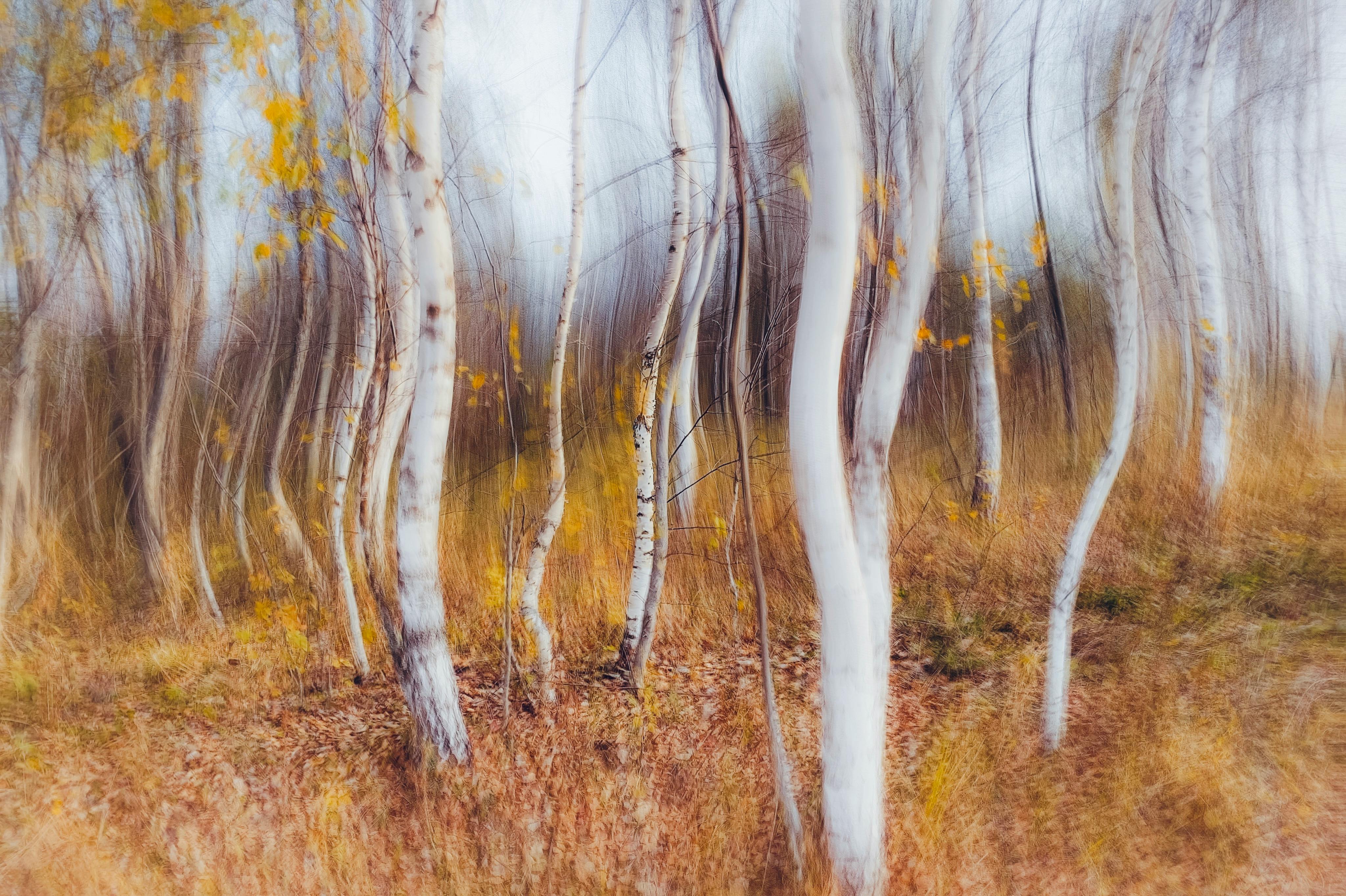 abstract artistic image of birch tree forest