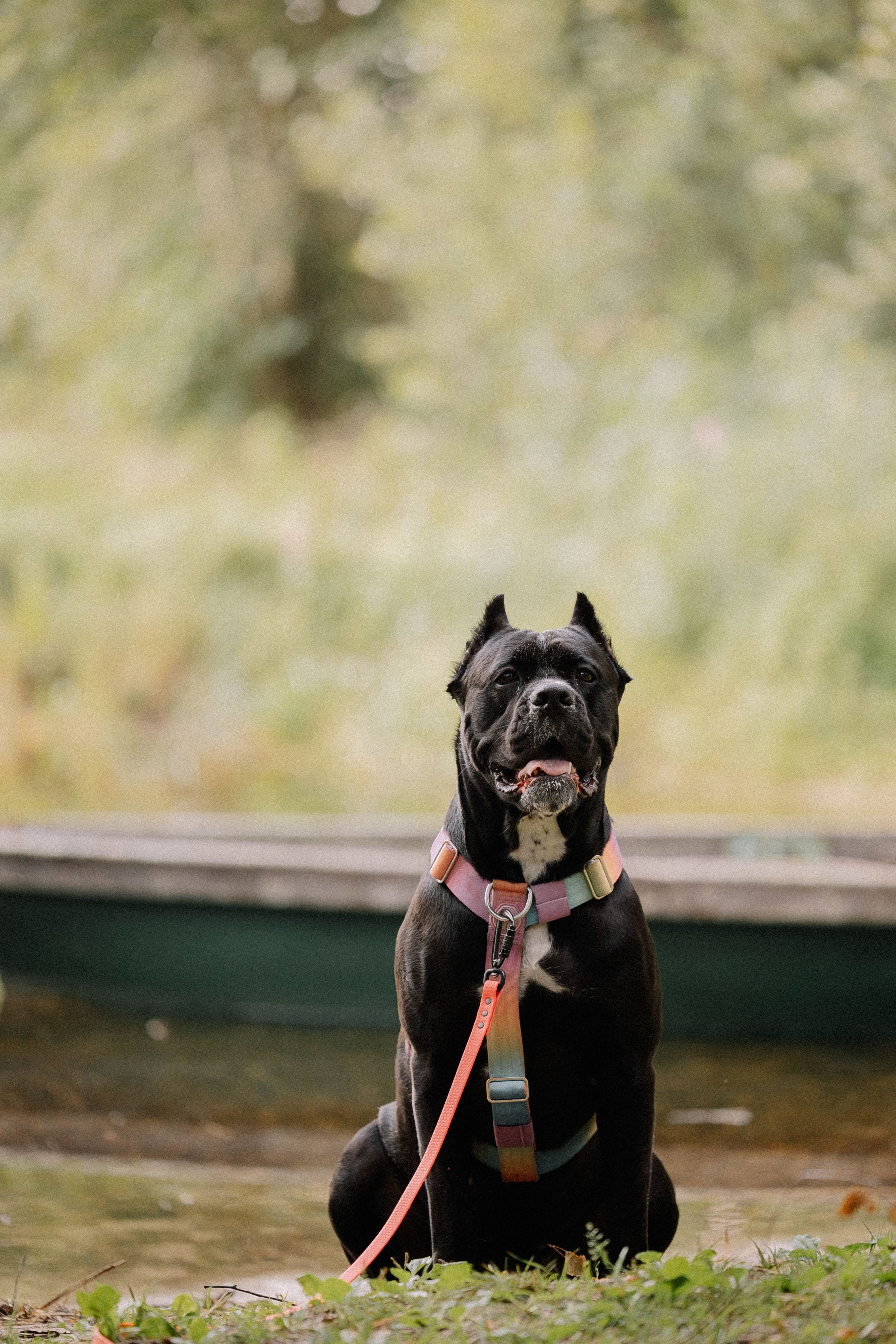 Majestic black adult Cane Corso standing outdoors