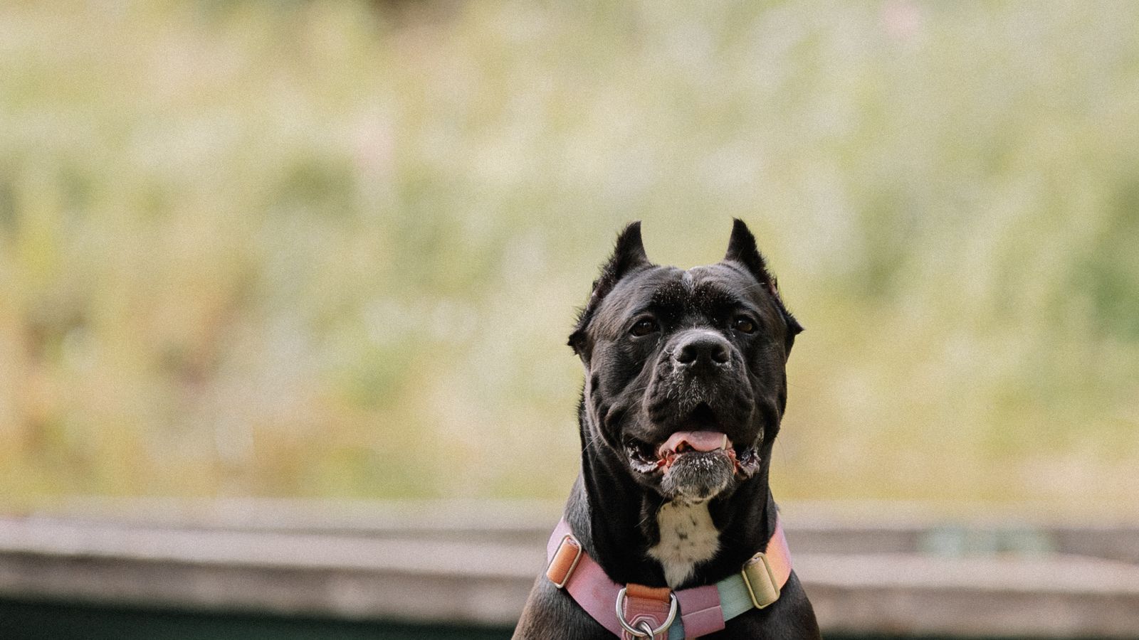 Majestic black adult Cane Corso standing outdoors