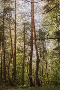 Serene pine forest with sunlight filtering through trees, creating a peaceful natural scene.