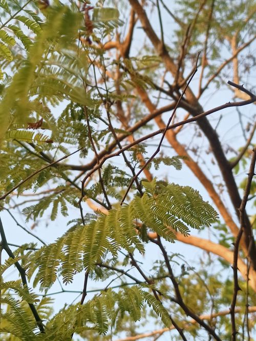 Free Close-up of fern-like leaves against the sky, showcasing nature's beauty. Stock Photo