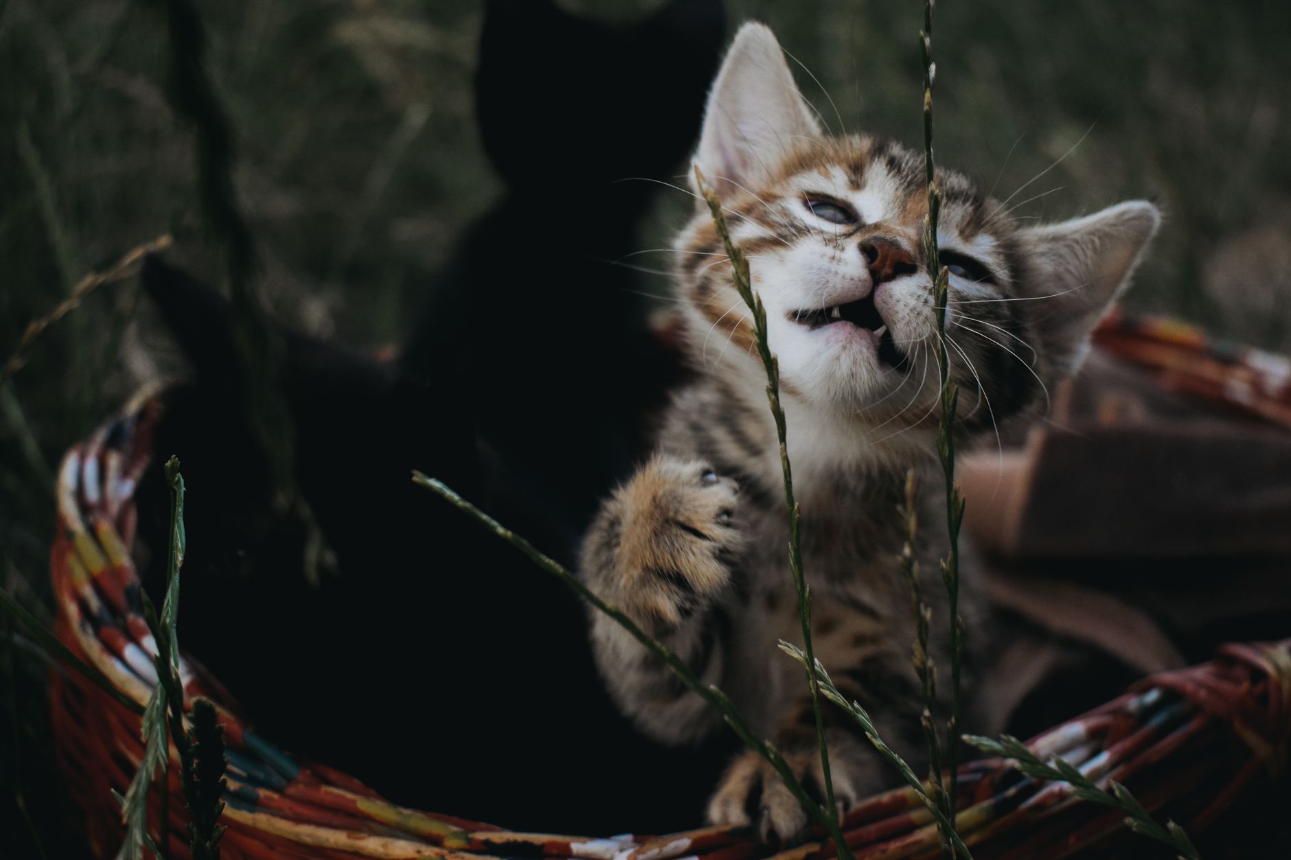 Understanding Cat Body Language and Behavior: A Vet's Guide