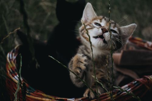 Free Playful kitten in a basket exploring in the garden, showcasing its curious antics. Stock Photo