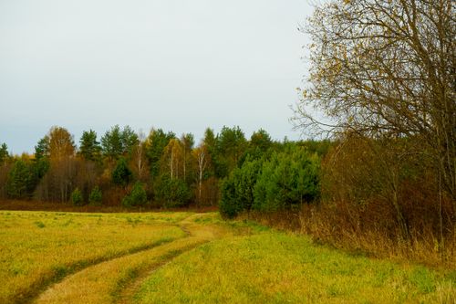 Free A peaceful autumn scene featuring a forest path surrounded by colorful foliage and tall trees under a clear sky. Stock Photo