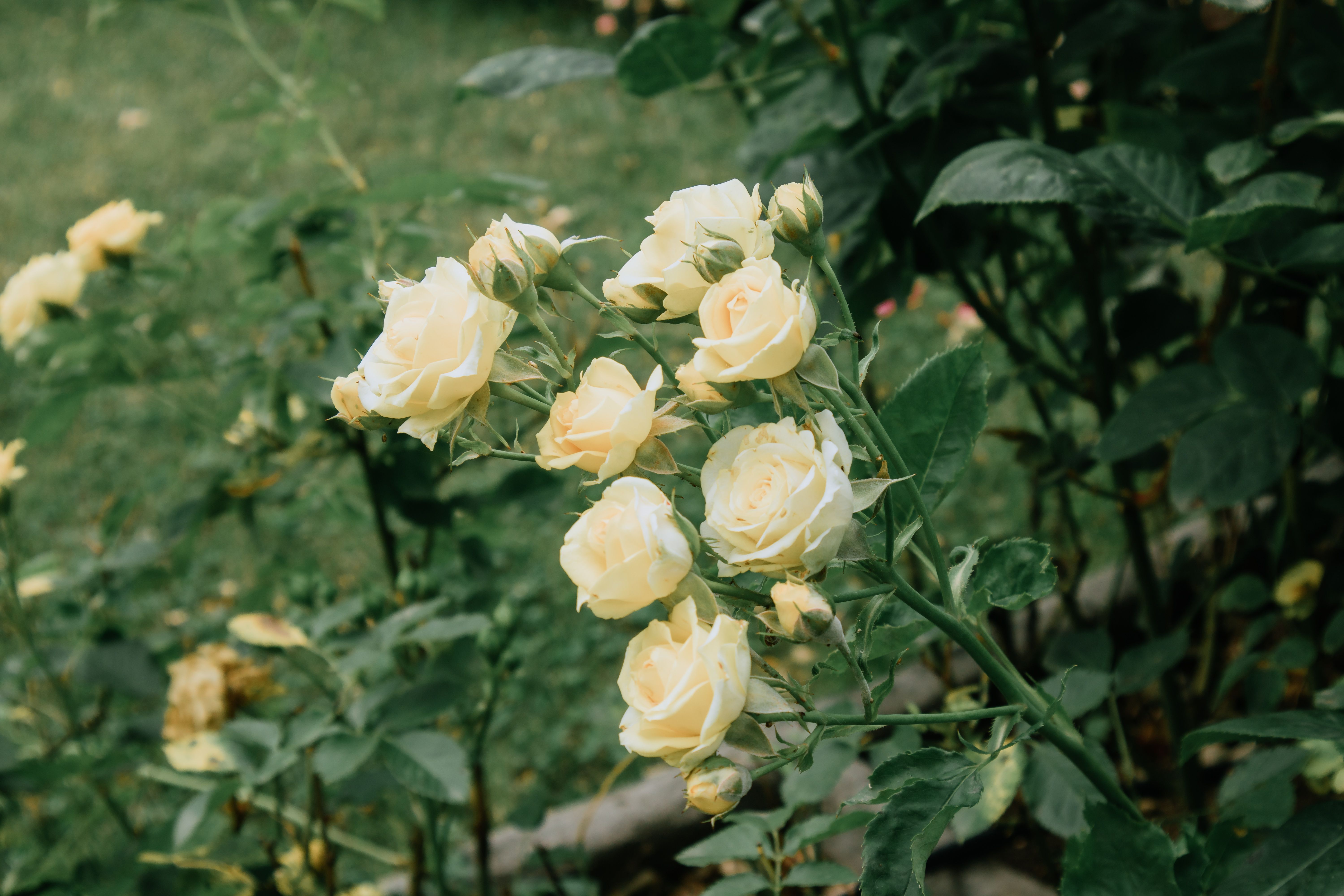 A beautiful cluster of yellow roses blooming amidst lush green foliage in a garden.