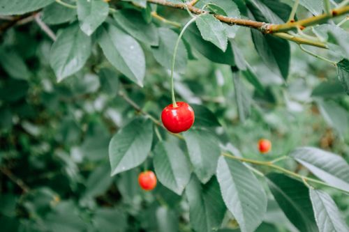 Free Vibrant red cherry hanging among green leaves on a tree branch, showcasing nature's beauty. Stock Photo