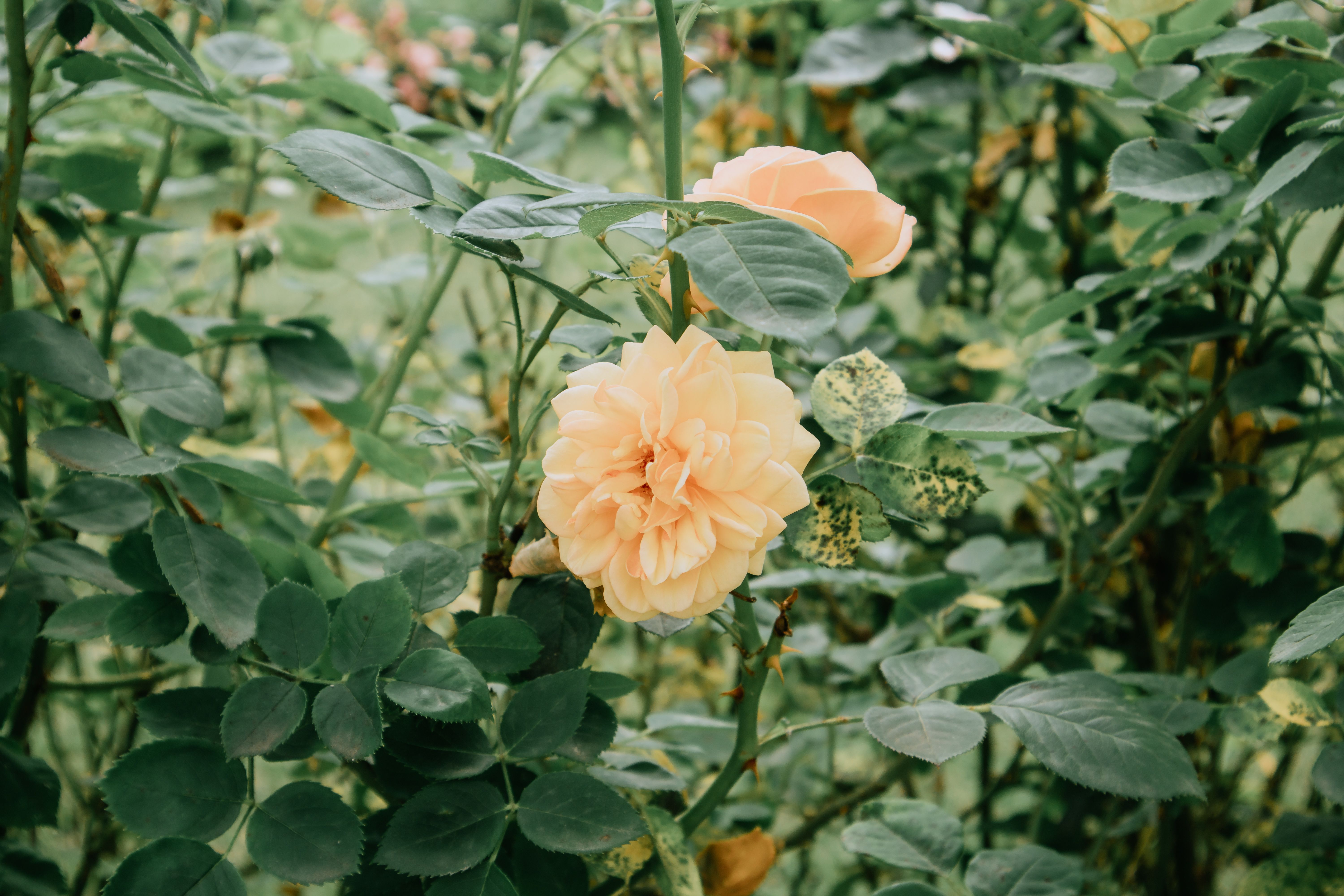 Beautiful Yellow Rose in a Lush Garden · Free Stock Photo