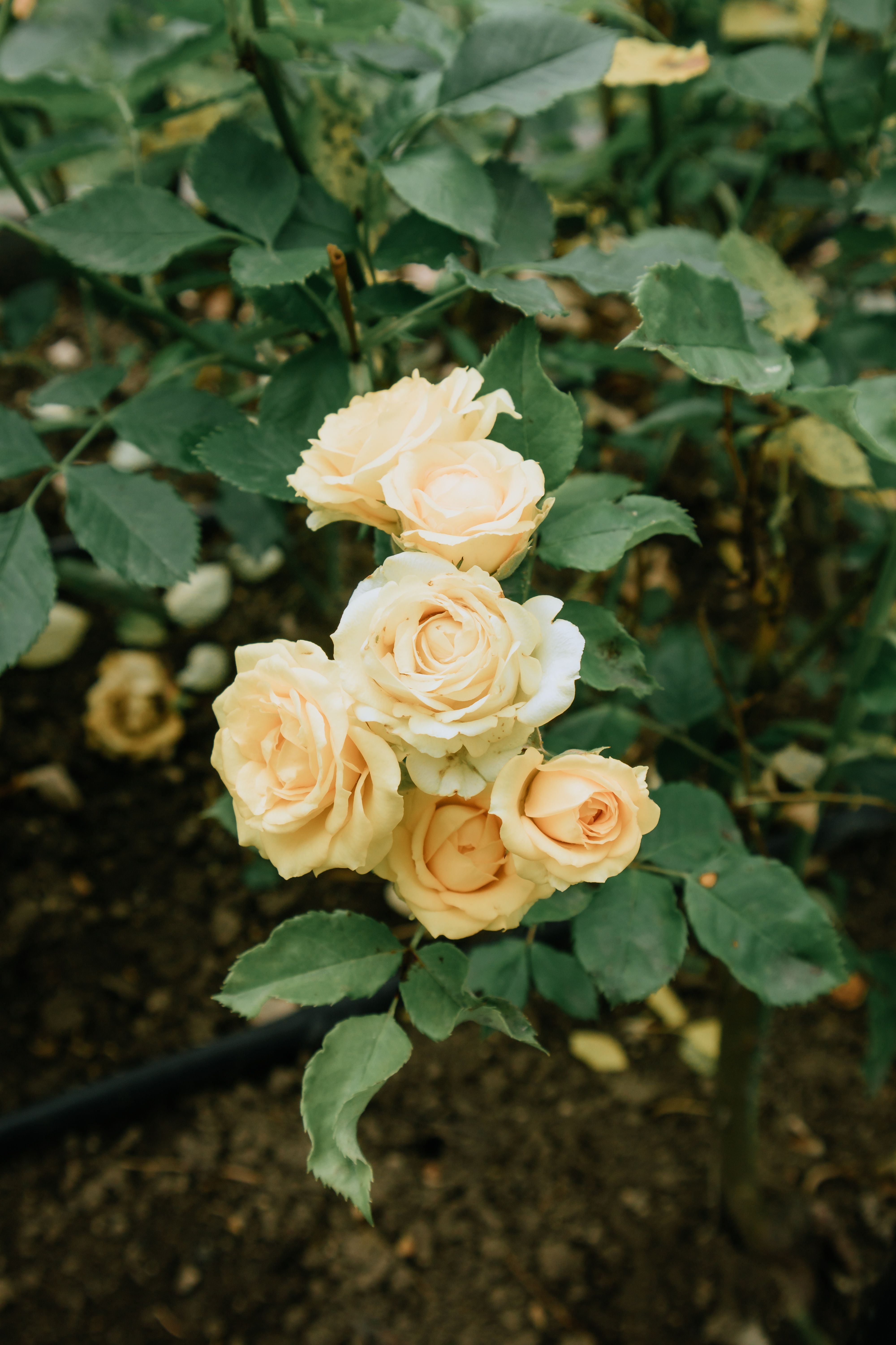 Delicate Cream Roses Blooming in Garden · Free Stock Photo