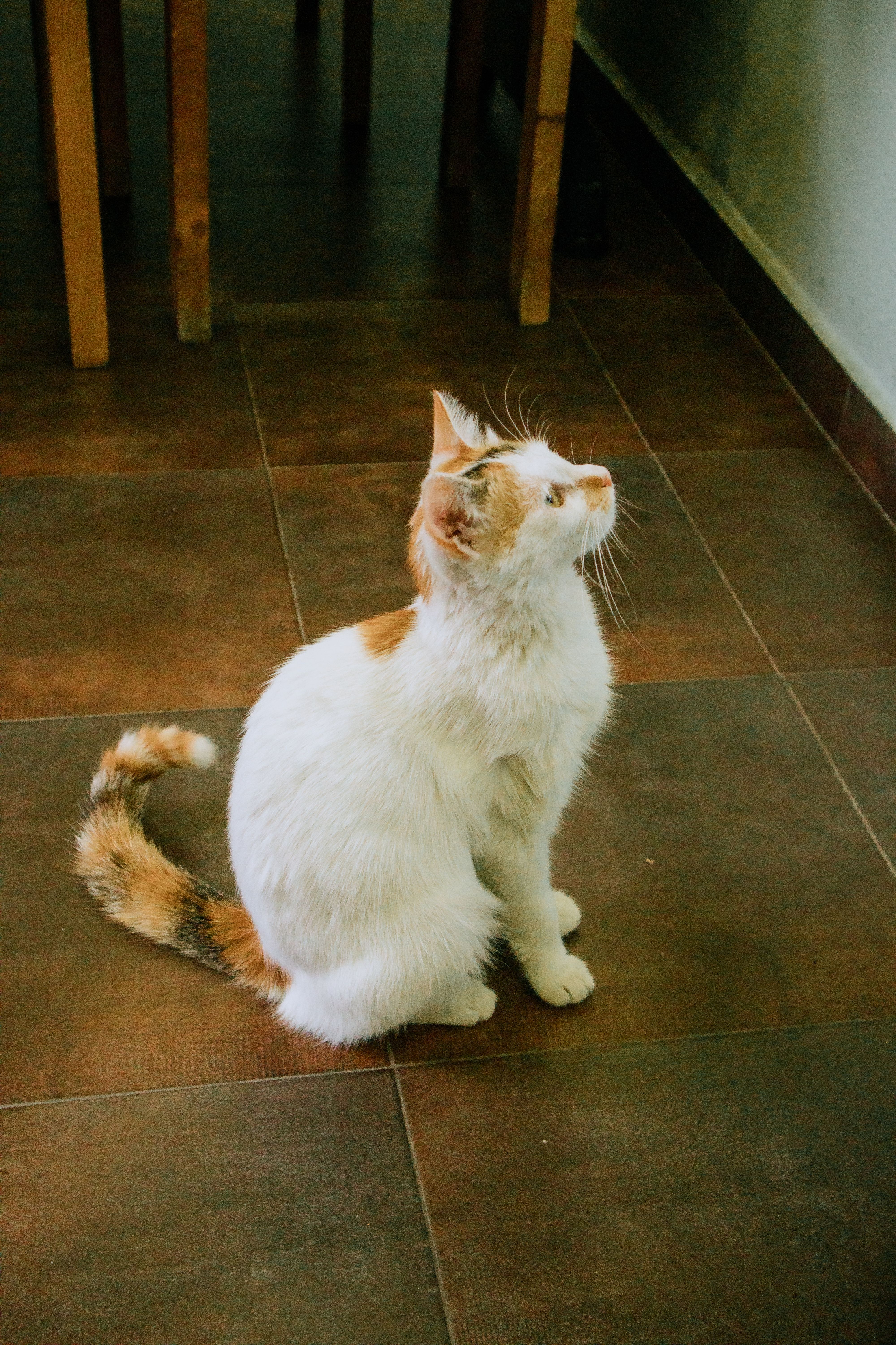 White and Orange Cat Sitting on Indoor Floor · Free Stock Photo