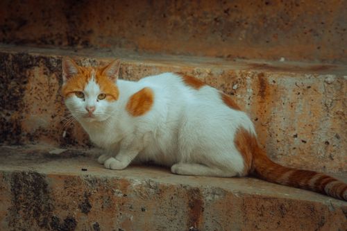 Free A chilled calico cat with vibrant orange and white fur relaxing on rugged stone steps. Stock Photo