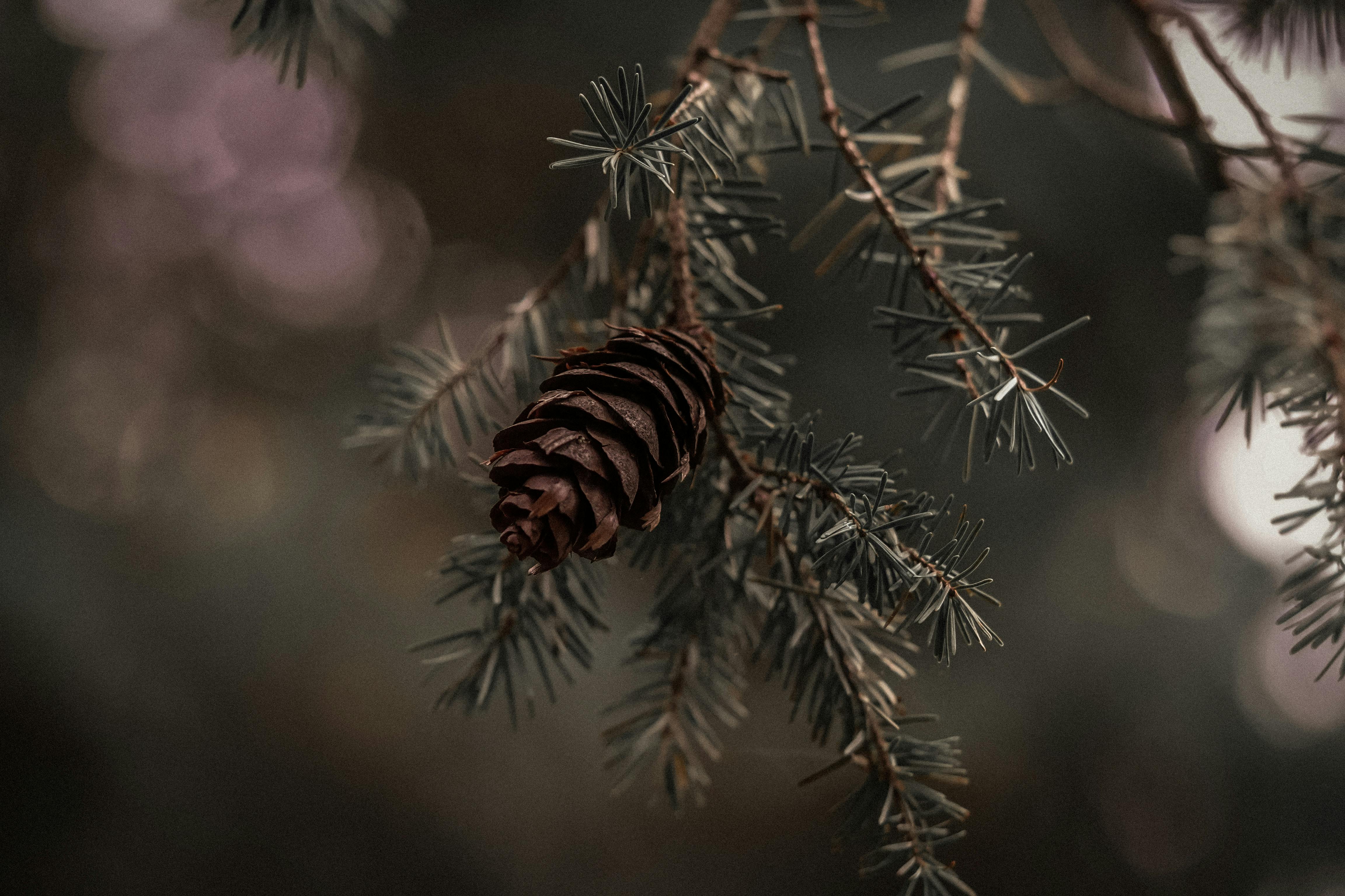  The Rise of Facebook Micro Influencers