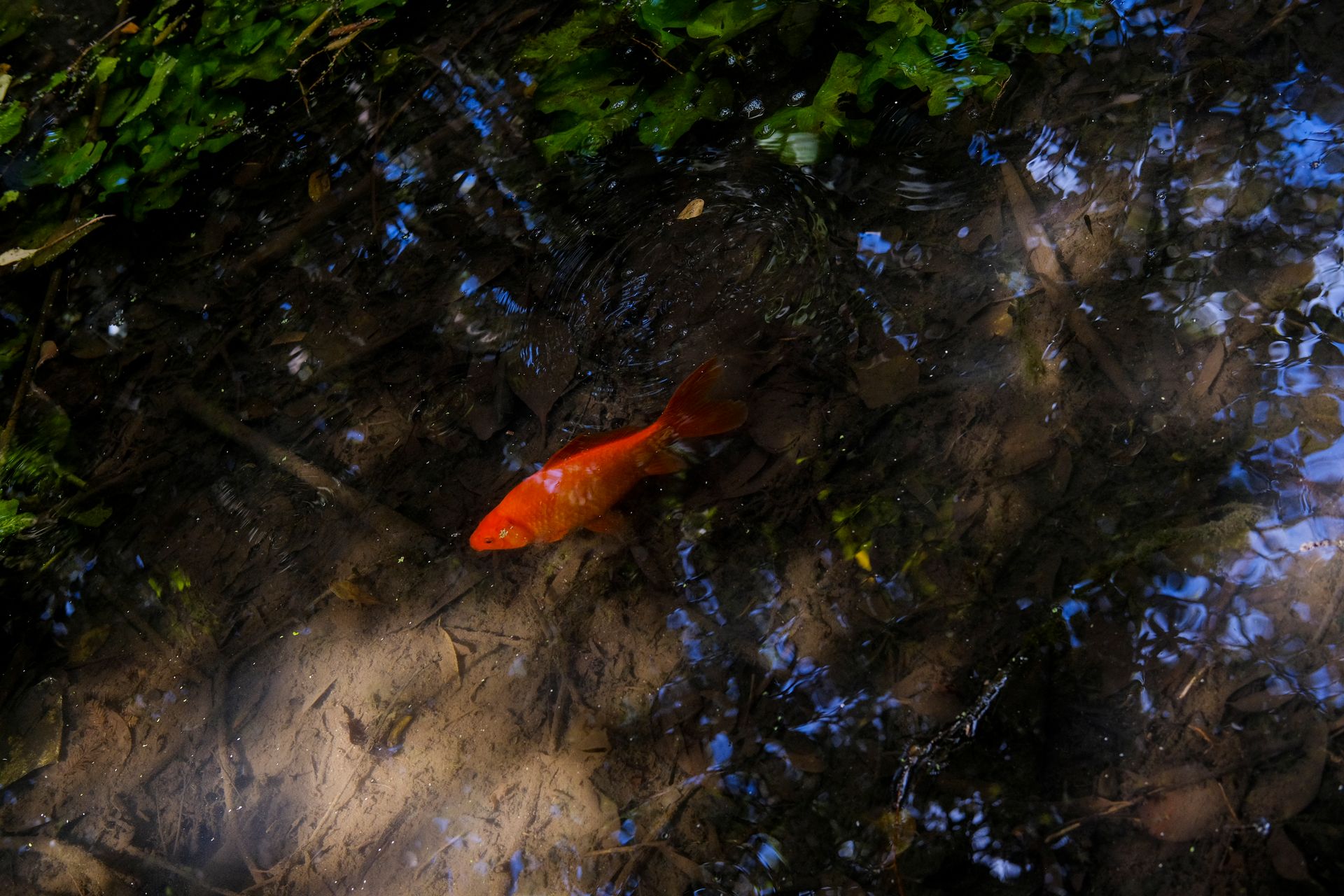A beautiful red goldfish swims in a clear, lush pond surrounded by greenery and reflections.