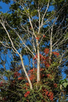 A tall tree with vibrant red flowers reaching towards a clear blue sky, capturing nature's beauty.