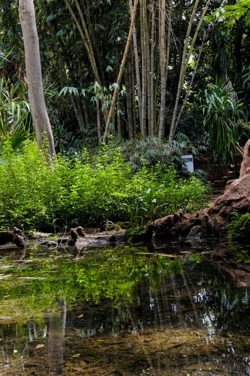 Free Serene bamboo forest reflected in a calm pond, showcasing natural tranquility. Stock Photo