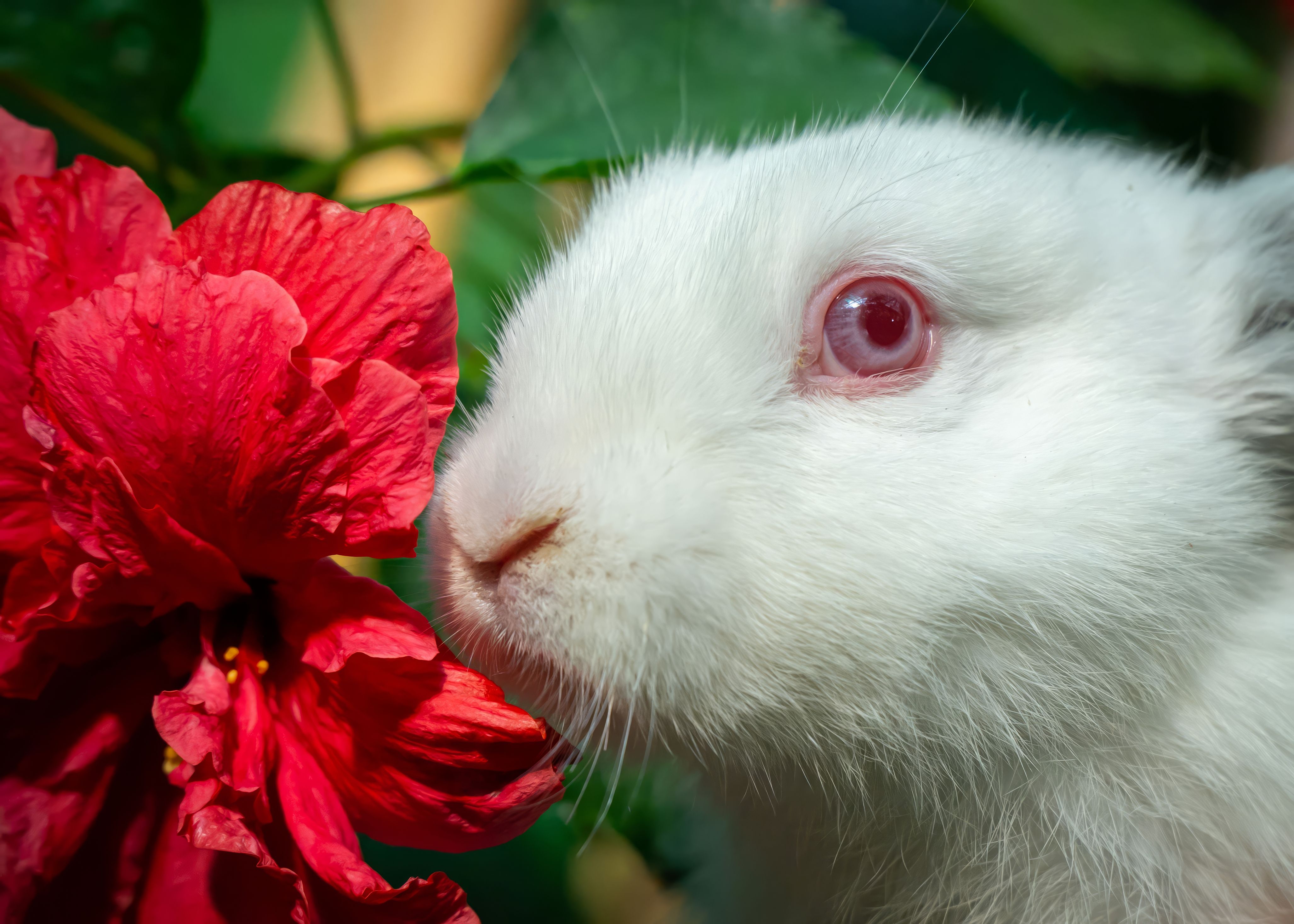 Adorable White Rabbit Next to Vibrant Red Flower · Free Stock Photo