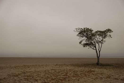 Serene minimalist beach scene at dawn with a lone tree on a cloudy day in Stamford.
