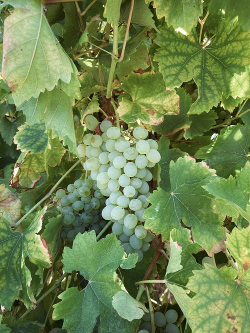 Free Lush green grapes growing on the vine surrounded by vibrant leaves. Stock Photo