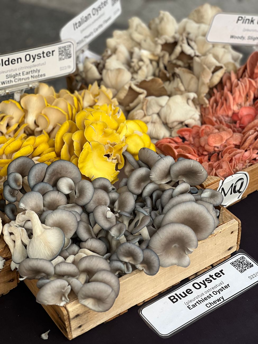 oyster mushroom fruiting block UK