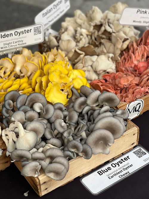 A variety of oyster mushrooms at a market