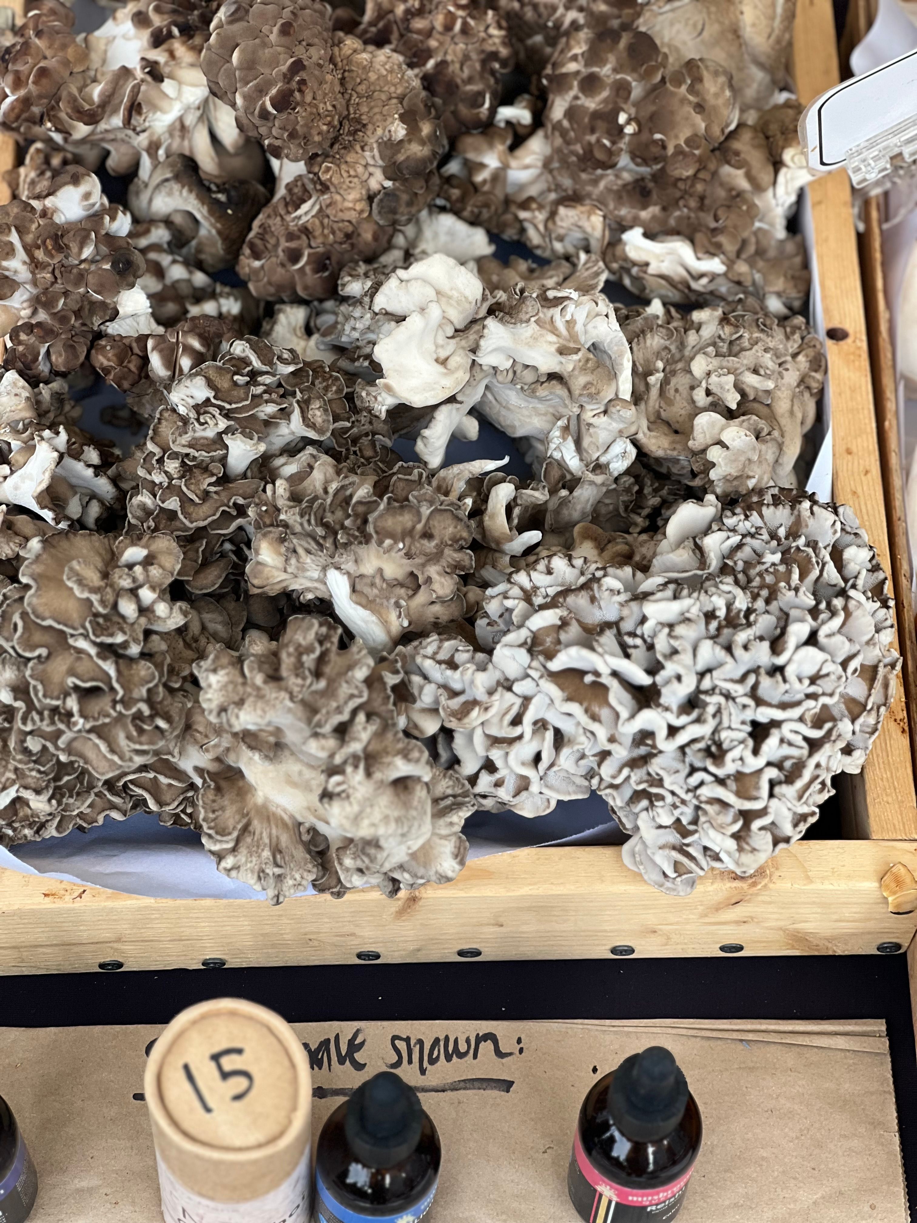 Maitake Mushroom